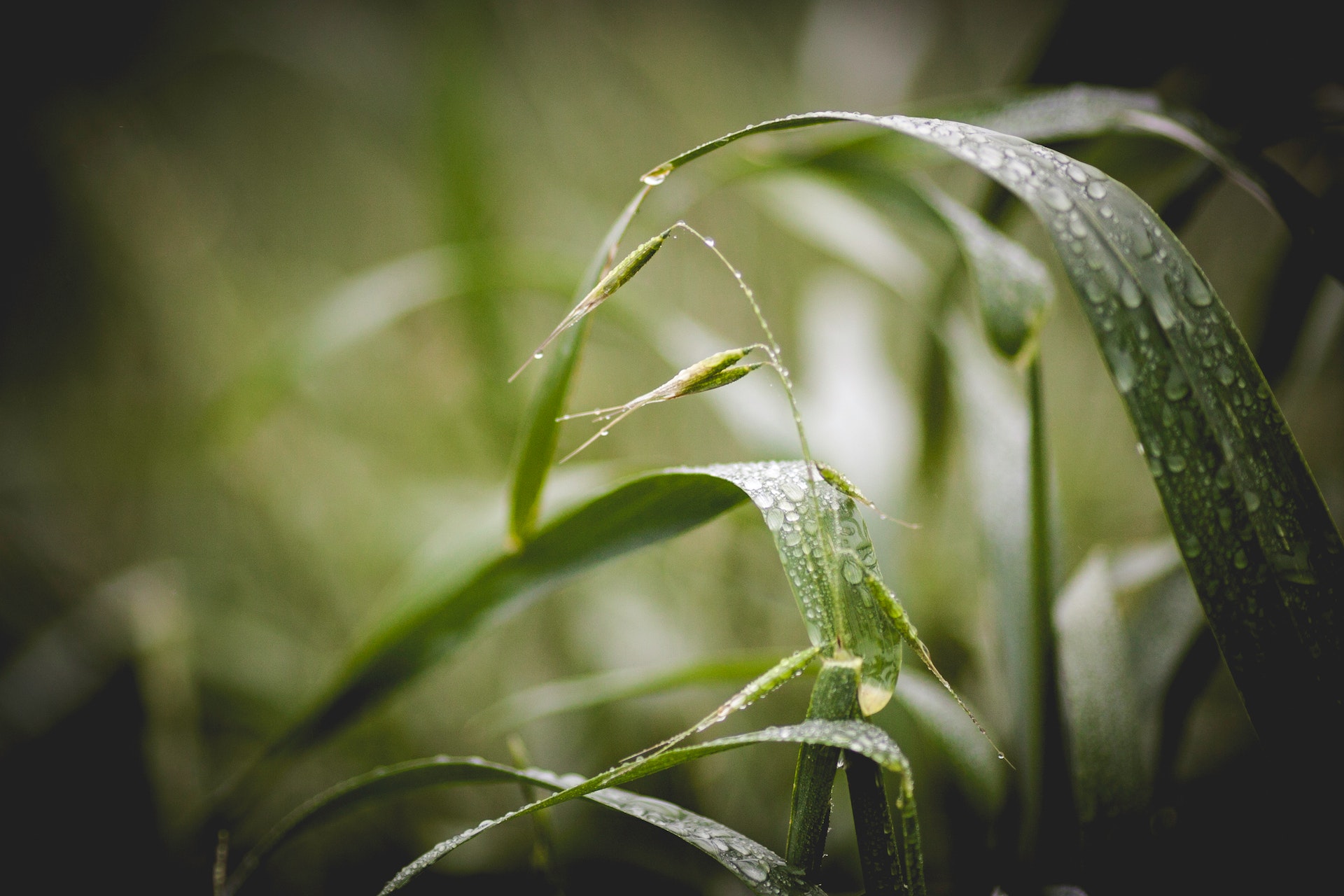 Grass and nature closeup in rain